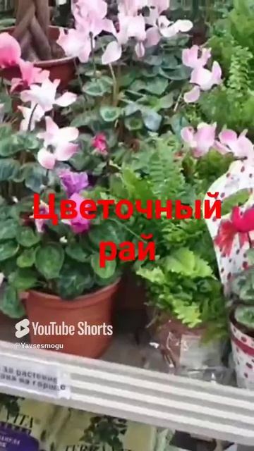 #Shorts  #Цветы  #Рай