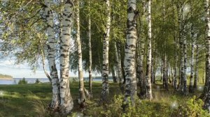 СВЯТАЯ ТРОИЦА- ПРАЗДНИК 🎉🎊🎁 РУССКОЙ БЕРЁЗКИ.