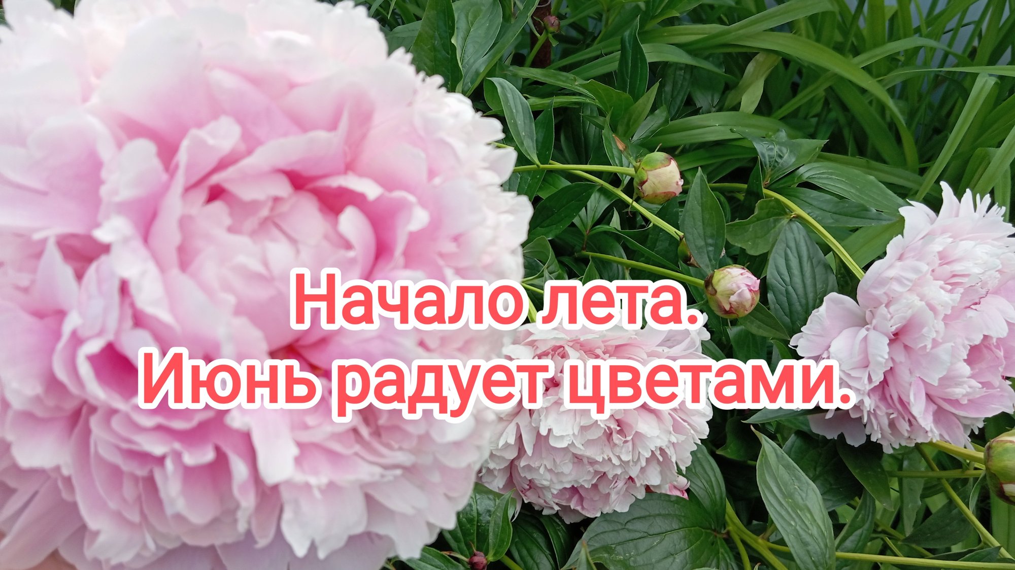 Начало лета. Июнь радует цветами. смотреть онлайн