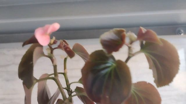 Цветочные дела! 🥰🪴 планы на сегодня! И что было вчера