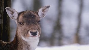 Посмотри, оглянись