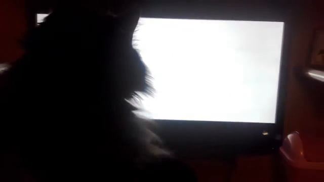 кошка играет в компьютер смотреть онлайн