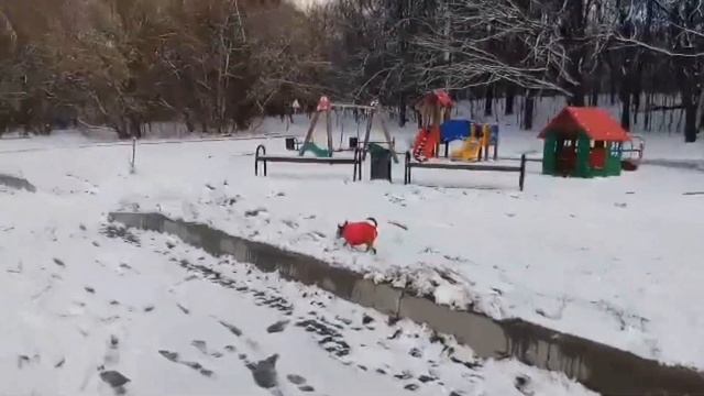 Пинчер  в свитере ручной вязки