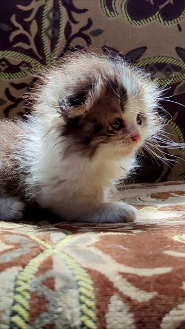 Танец головой. #котенок 4k смотреть онлайн