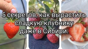 5 секретов, как вырастить сладкую клубнику даже в Сибири. Как улучшить вкус ягод.