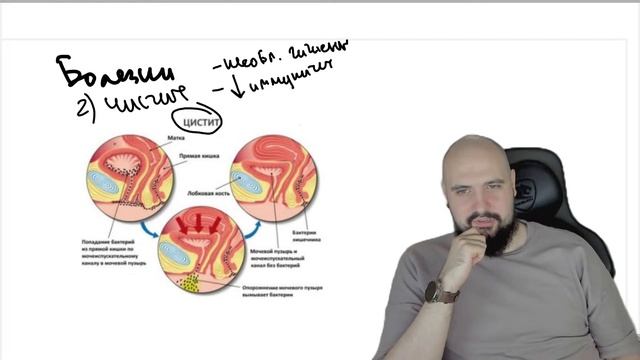 ВЫДЕЛИТЕЛЬНАЯ СИСТЕМА и ПОКРОВЫ ТЕЛА для ЕГЭ ПО БИОЛО? смотреть онлайн