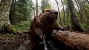 Бобр Курва.