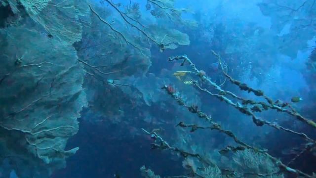 Откриваме Мадагаскар 2024 Iва част I Travel I Студио ШкафА I V смотреть онлайн