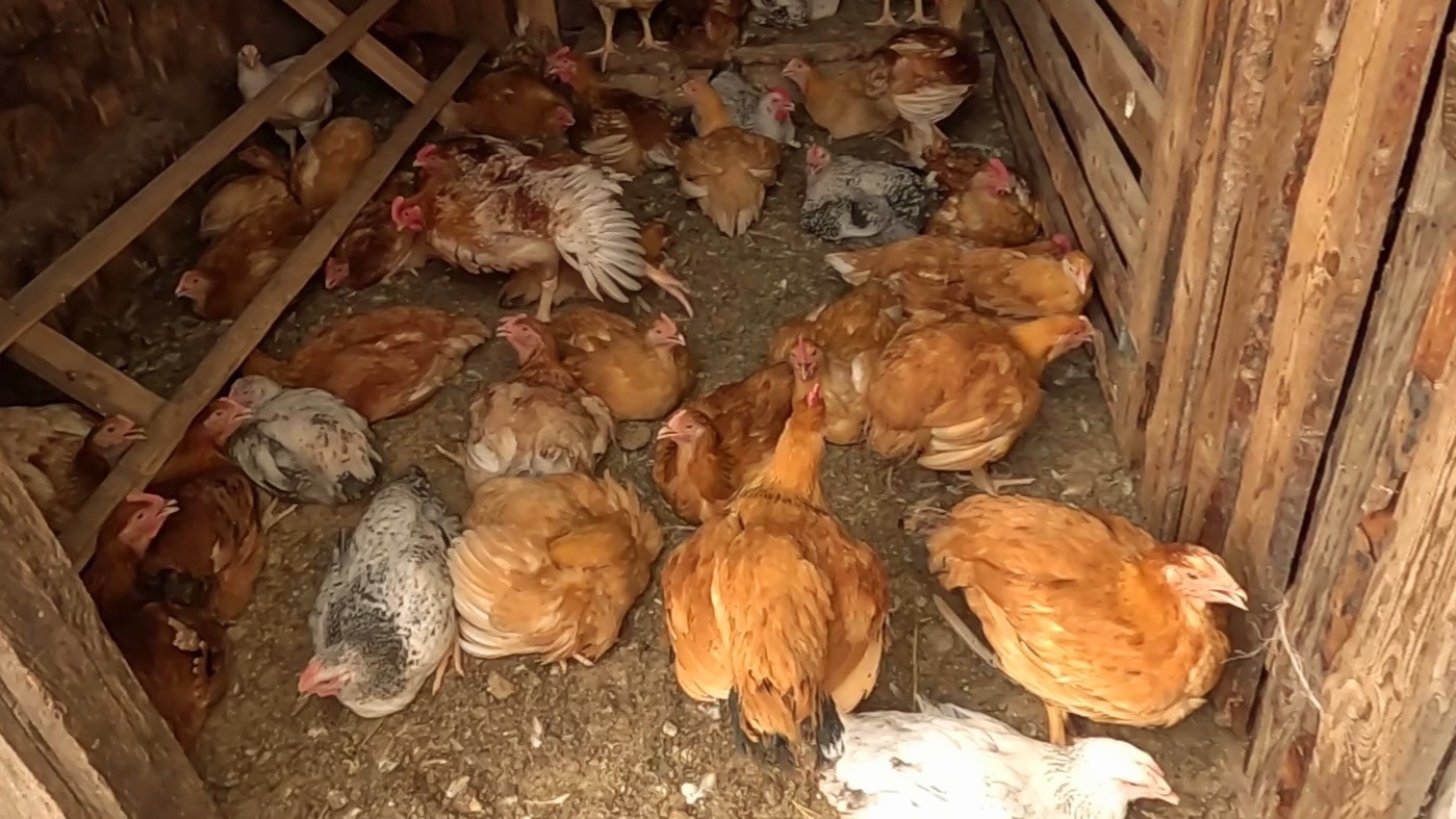 Отличный вес у бройлеров!! Я очень довольна!! смотреть онлайн