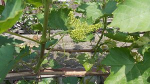 22. "Тукай" начинает цвести, мускатный сорт винограда. 8 июня 2025 года.