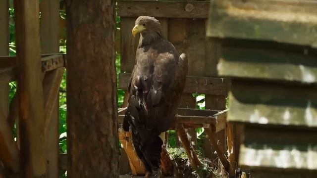 ДЕНЬ РОЖДЕНИЯ В ДЕРЕВНЕ | ПОДАРОК ДЛЯ ЛЮБИМОГО ДЕЛА И НЕОЖИДАННЫЙ СЮРПРИЗ | ПРАЗДНУЕМ И РАБОТАЕМ смотреть онлайн
