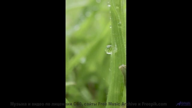 Мелодия для тех, кто целуется на пароме под крики чаек - Rain Forest Dreams (ID 1276) -- Lobo Loco -