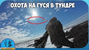 Охота на гуся на северах в Муравленко на снегоходе в тундру