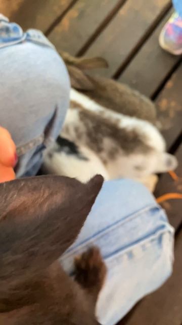 Нападение голодных кроликов на человека 😂 смотреть онлайн