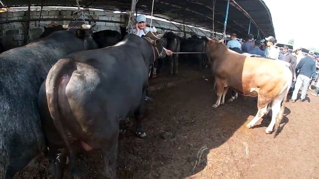 Мол бозор. Нархи буқаҳои фарбеҳ камтар боло рафт. Живо? смотреть онлайн