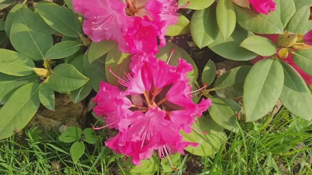 Цветёт Рододендрон в моём саду 08.06.25г. смотреть онлайн