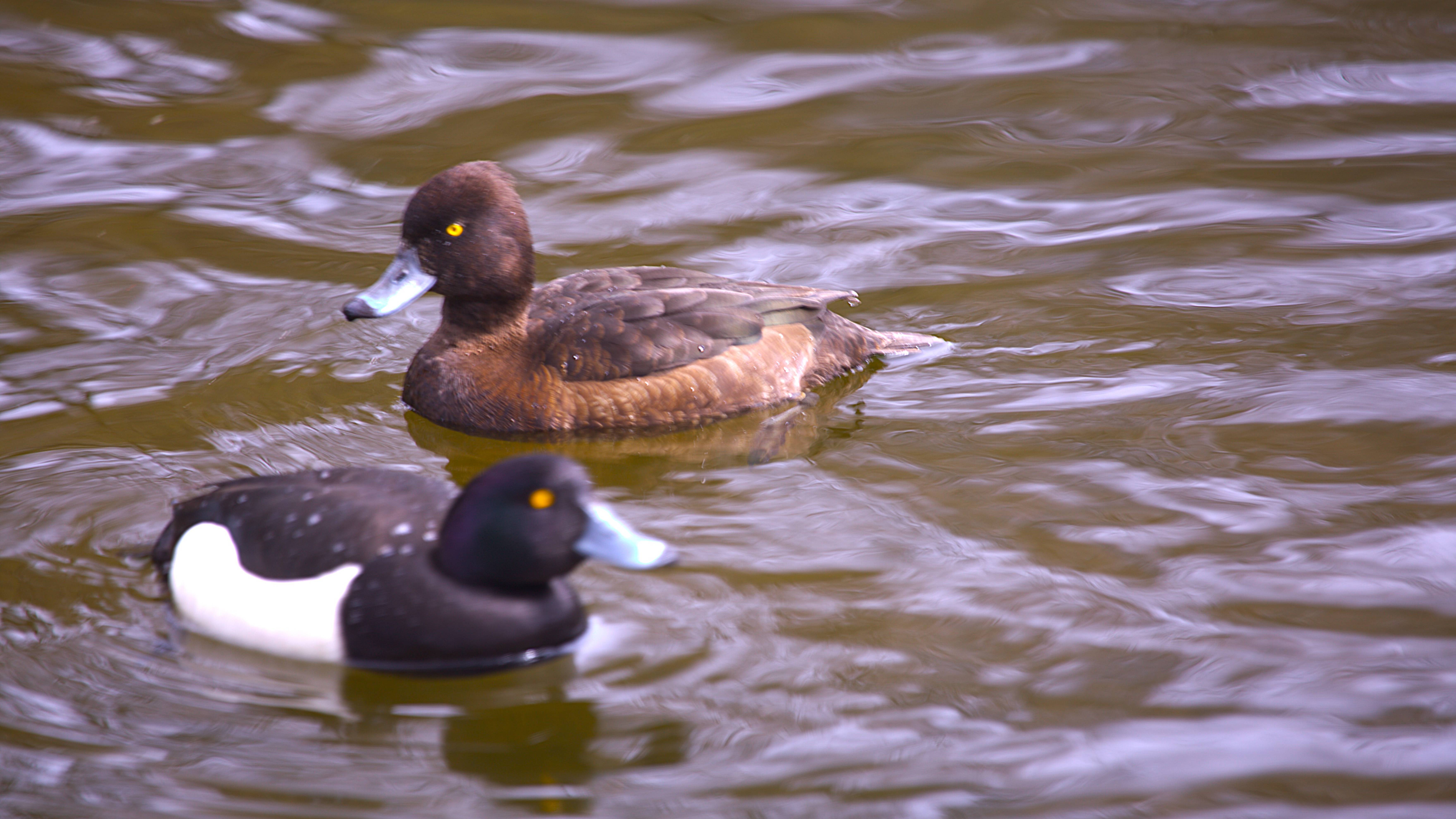 Всем добра! Сказка на рассвете! Парк Александрийский-Пролетарский, Петергоф. смотреть онлайн