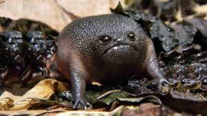 Самые странные и удивительные лягушки!