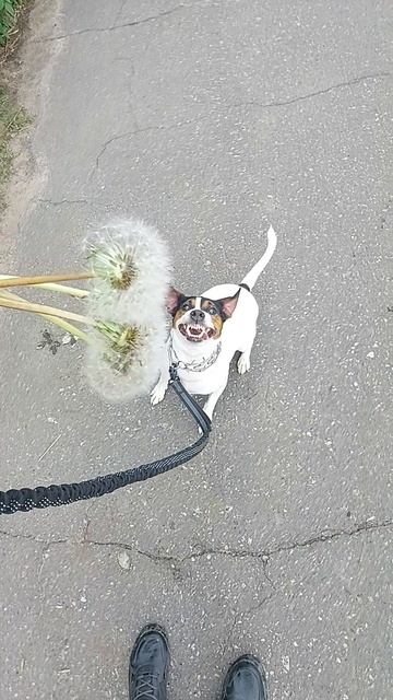 Майки Майк. Майкомка съел одуванчики. Очень смешно. Всем к просмотру