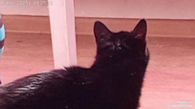 МОИ ЛЮБИМКИ 🐈🐈🐈♥️ смотреть онлайн