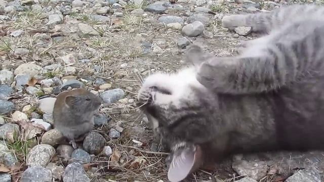 Том и Джерри!!!