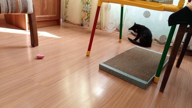 Забавный котенок. #КотТишка смотреть онлайн