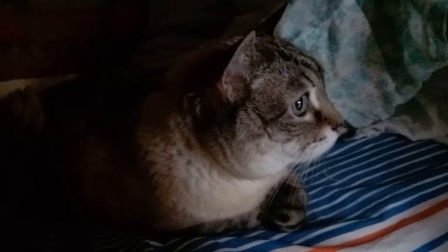 8 июня 2025. Поздравляем со Святой Троицей смотреть онлайн