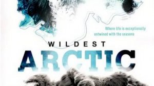 Discovery: Суровая Арктика / Wildest Arctic. 3 серия. Тундра - Ледяные пустыни