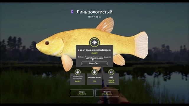 Линь золотистый на озере Медвежье, в игре Русская Рыбалка 4 смотреть онлайн