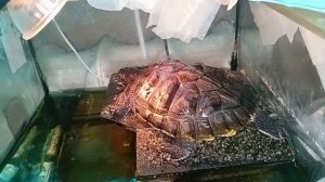 Красноухая черепаха 08-06-2025