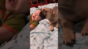 Dogs Troll ... (Собаки тролят людей)