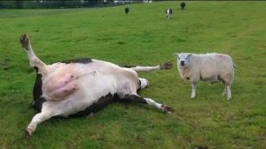 Эта овца УБИЛА корову