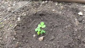 Высадка клубники из семян в грунт