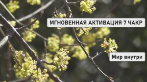 МГНОВЕННАЯ АКТИВАЦИЯ 7 ЧАКР | Экспресс-настрой на баланс и поток энергии!