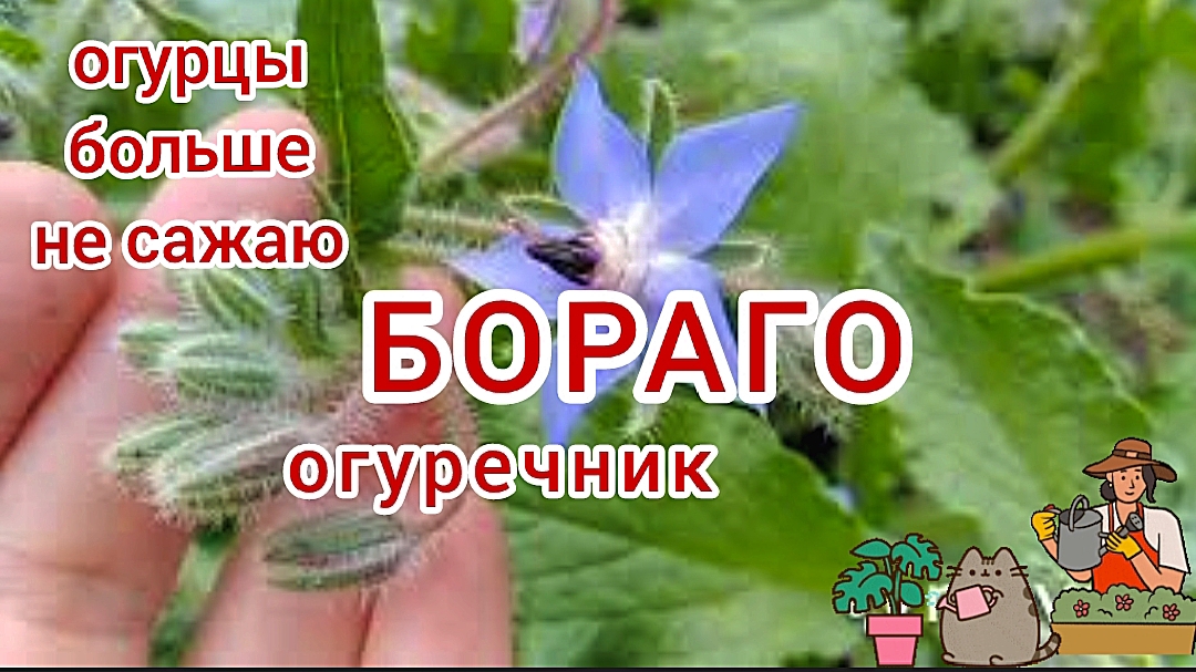 Огуречник, огуречная трава, бораго. И съедобно, и полезно. смотреть онлайн