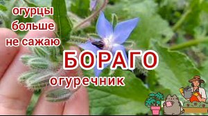 Огуречник, огуречная трава, бораго. И съедобно, и полезно.