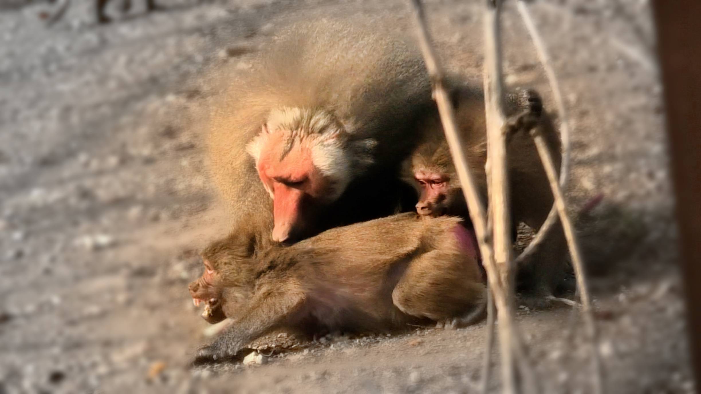 Дед и Истерита ЖЕСТКО НАКАЗАЛИ Пузиту! Любимые жены начали вражду между собой! Суровая жизнь в ДОМ2! смотреть онлайн