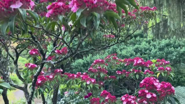 САДЫ США. САД ПОД БОСТОНОМ. ИЮНЬ 2025. ПРЕКРАСНЫЙ ГОРНЫЙ ЛАВР смотреть онлайн