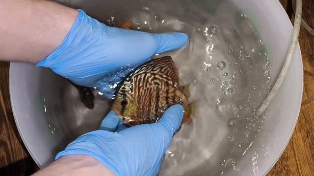 рыбки в Мариуполь смотреть онлайн