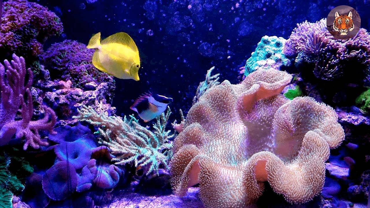 Океанариум Встреча с морскими обитателями. смотреть онлайн