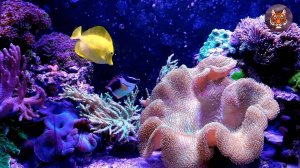 Океанариум Встреча с морскими обитателями.