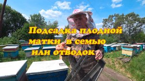 ПОДСАДКА ПЛОДНОЙ МАТКИ В ОТВОДОК ИЛИ ПЧЕЛОСЕМЬЮ, ПРАКТИКА ПЧЕЛОВОДА.