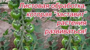 Наша традиционная обработка для богатого урожая всех растений огороде