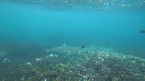 Нападение Акул ШриЛанка  Sharks attack Sri Lanka