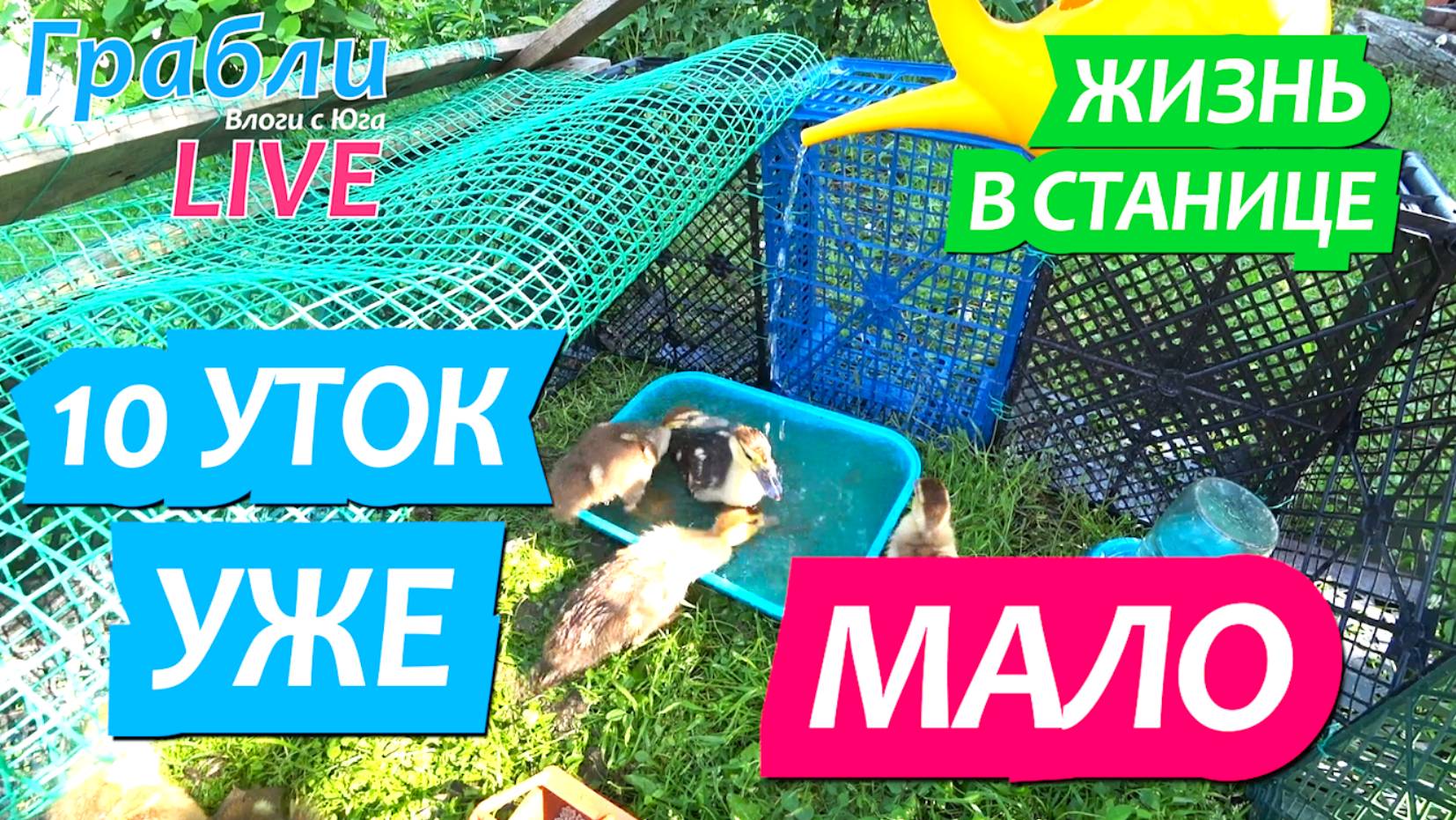 927 серия 07.06.25 Решили купить ещё уток, но облом. Жизнь в своем доме на Юге станица Динская смотреть онлайн