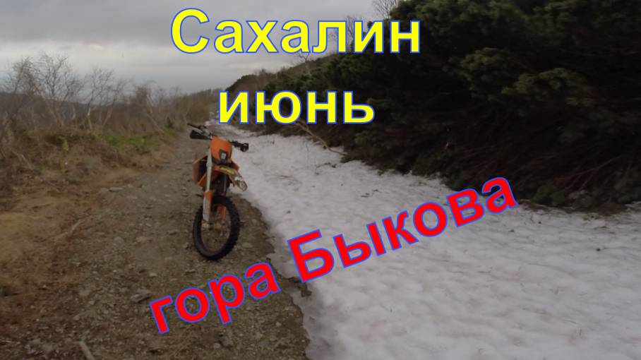 Сахалин. Июнь 2025. Гора Быкова. Цветение Рододендронов.