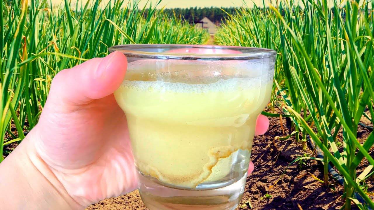 Щепотка на грядку — и чеснок бьёт все рекорды по размеру!