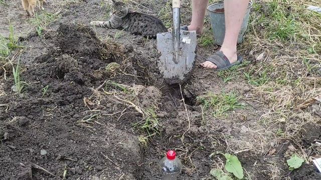 Сажаю огород, сею дыни и огурцы, помидоры во всю цветут