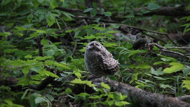 MVI_8085 смотреть онлайн