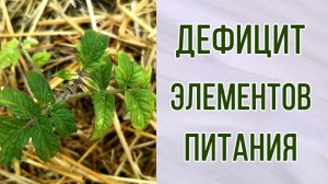 Томаты светлеют и синеют. Дефицит элементов питания. Чем помочь. Недостаток железа и фосфора.